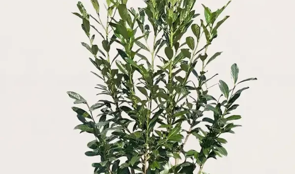 Laurbærhegg Elly hekk Budsjettpakke i potte 160-200cm - Gir umiddelbar innsyn