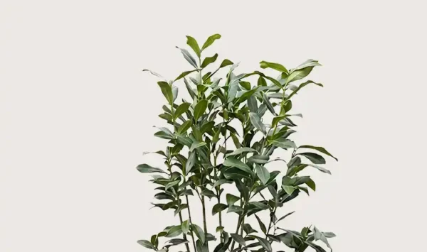 Laurbærhegg Genolia hekk Budsjettpakke i potte 80-120cm - Gir umiddelbar innsyn