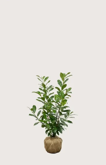 Laurbærhegg Novita hekk Budsjettpakke med rotball 40-80cm - Gir umiddelbar innsyn
