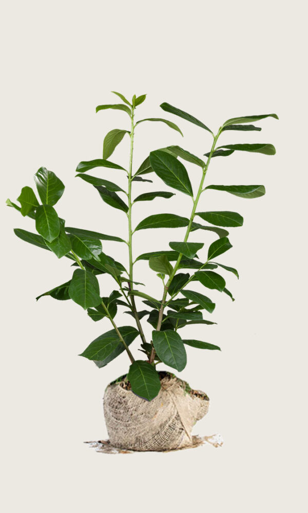 Laurbærhegg Novita rotklump