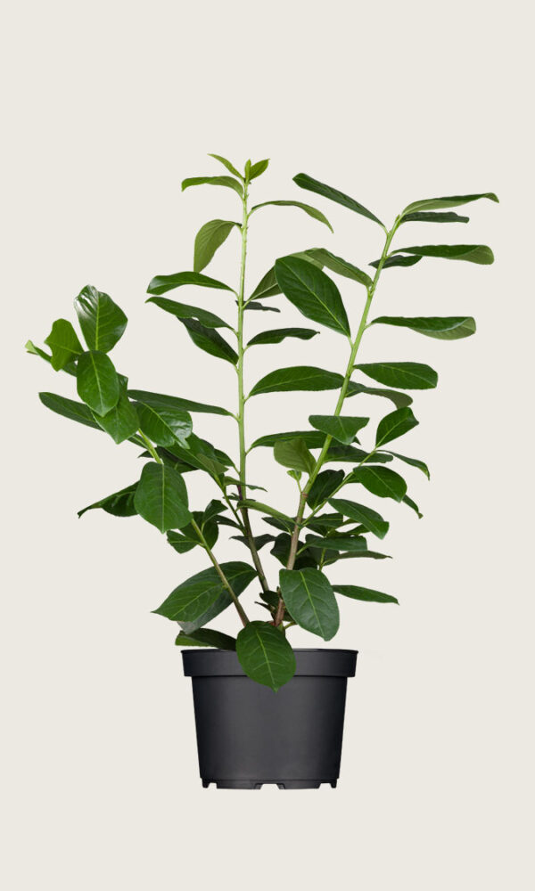 Laurbærhegg Novita krukke