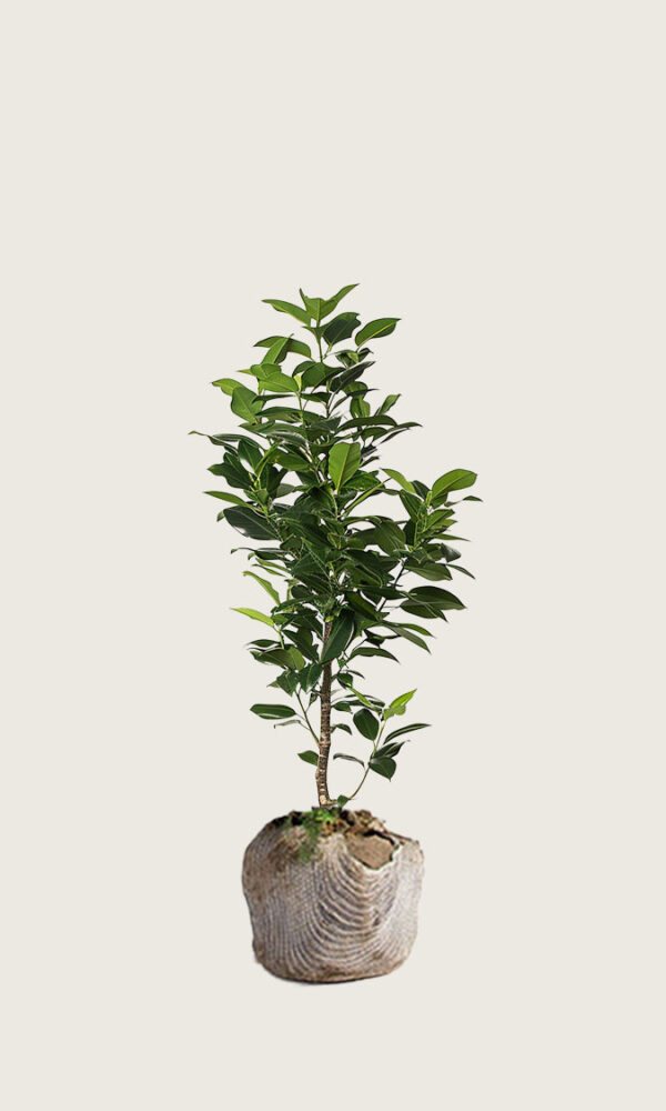 Laurbærhegg Elly rotklump