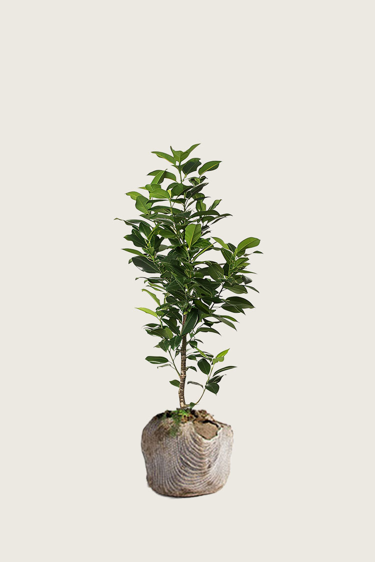 Laurbærhegg Elly rotklump