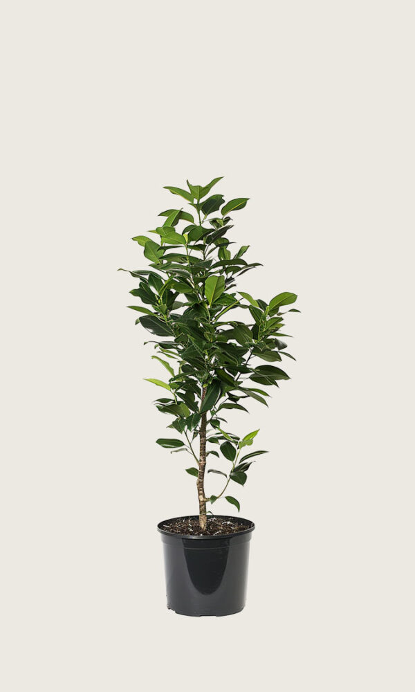 Laurbærhegg Elly krukke