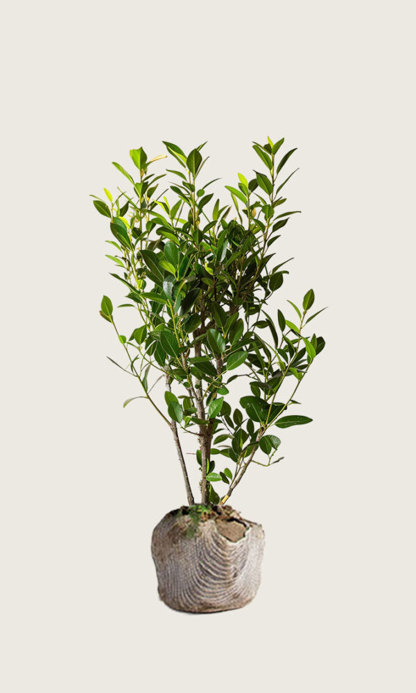 Laurbærhegg Elly rotklump