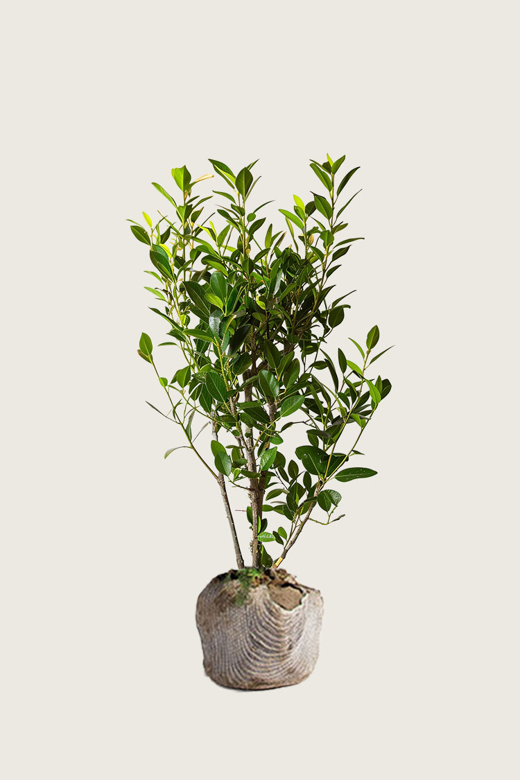 Laurbærhegg Elly rotklump