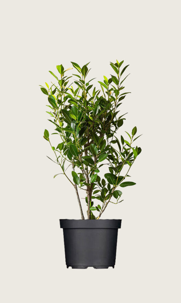 Laurbærhegg Elly krukke