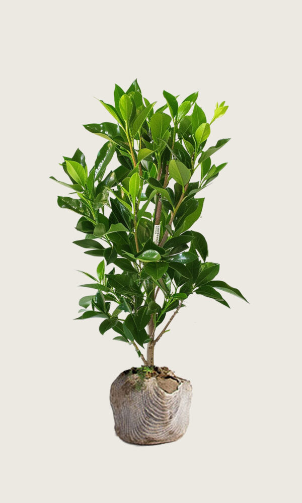 Laurbærhegg Elly rotklump