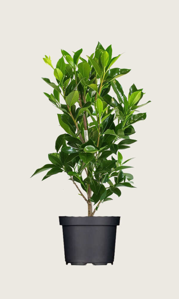 Laurbærhegg Elly krukke