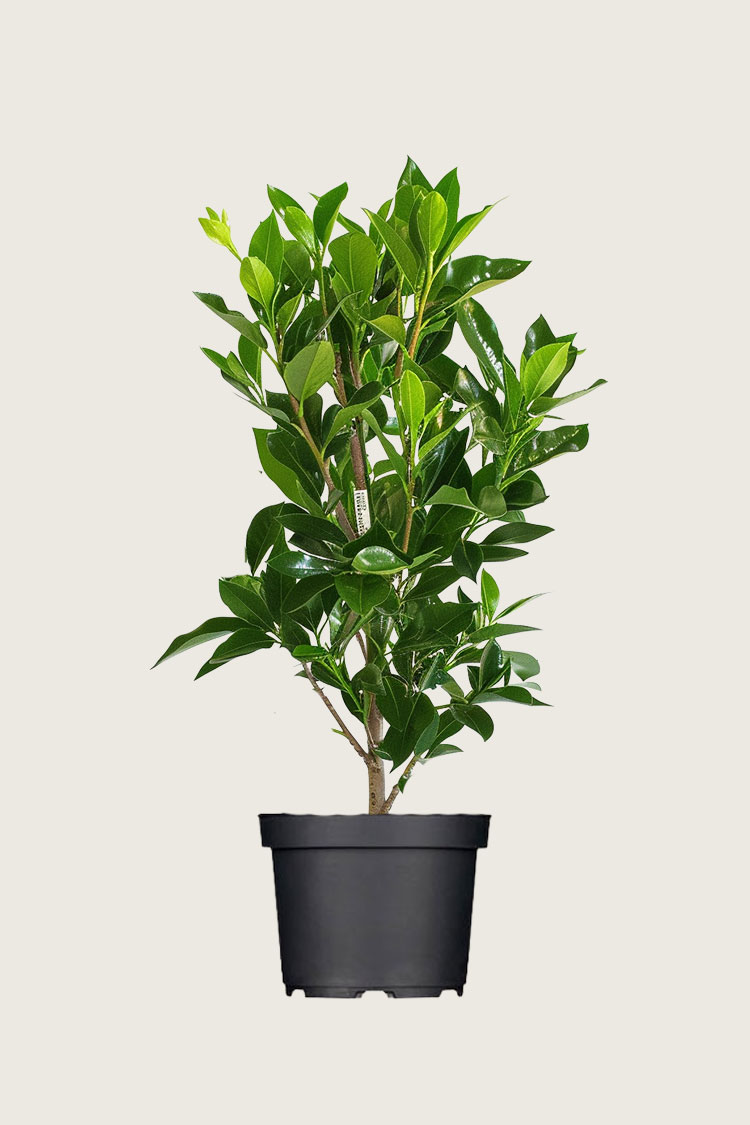 Laurbærhegg Elly krukke