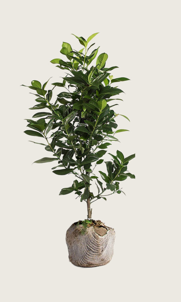 Laurbærhegg Elly rotklump