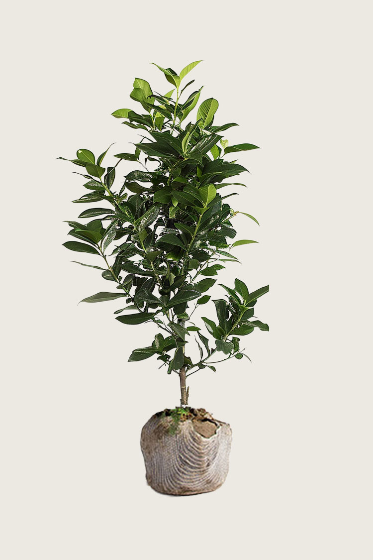 Laurbærhegg Elly rotklump