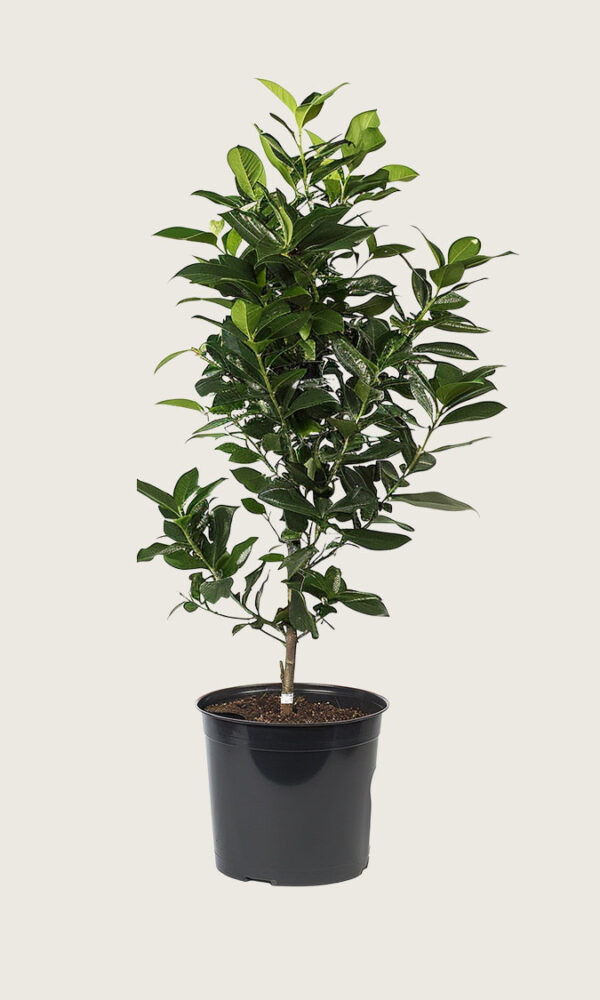 Laurbærhegg Elly krukke