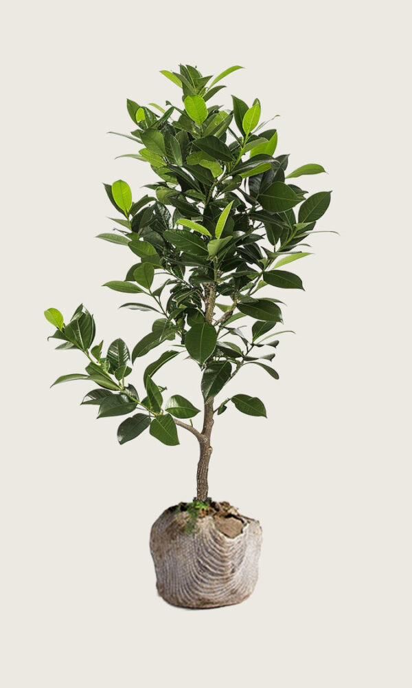 Laurbærhegg Elly rotklump