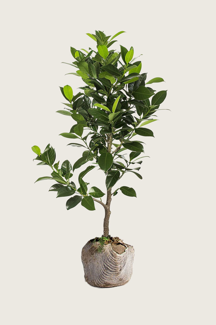 Laurbærhegg Elly rotklump