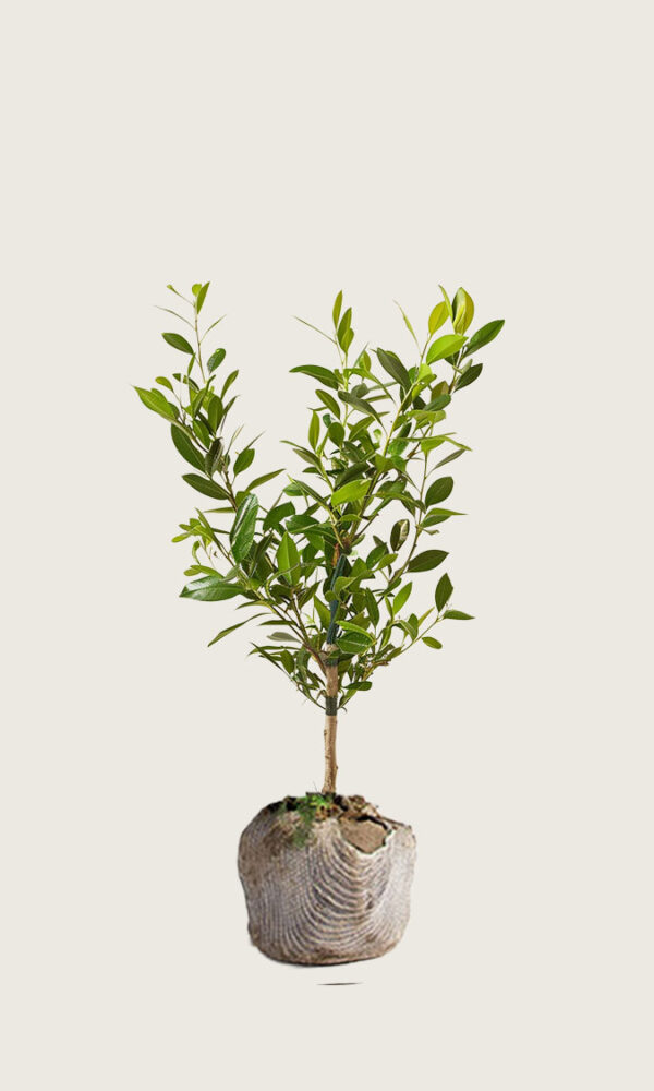 Laurbærhegg Etna rotklump