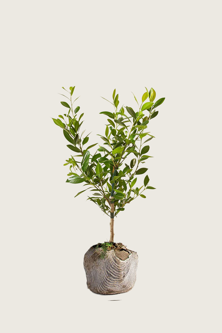 Laurbærhegg Etna rotklump