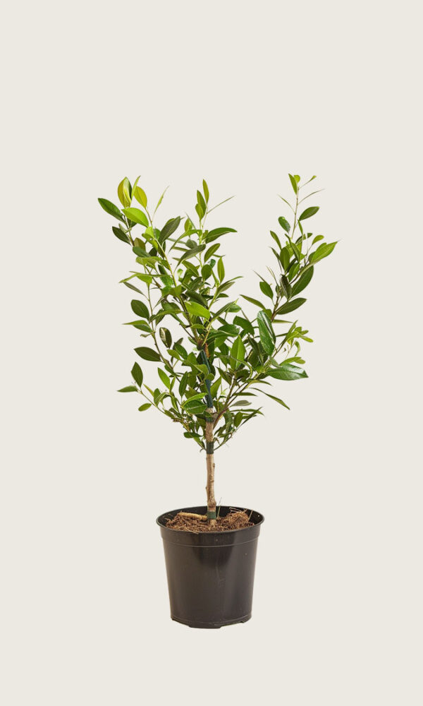 Laurbærhegg Etna krukke