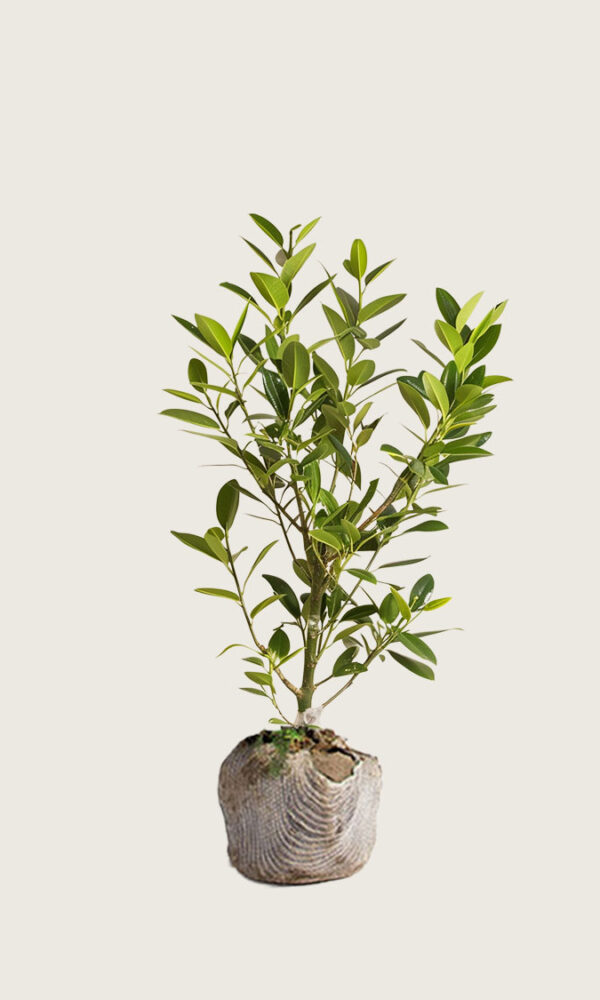 Laurbærhegg Etna rotklump