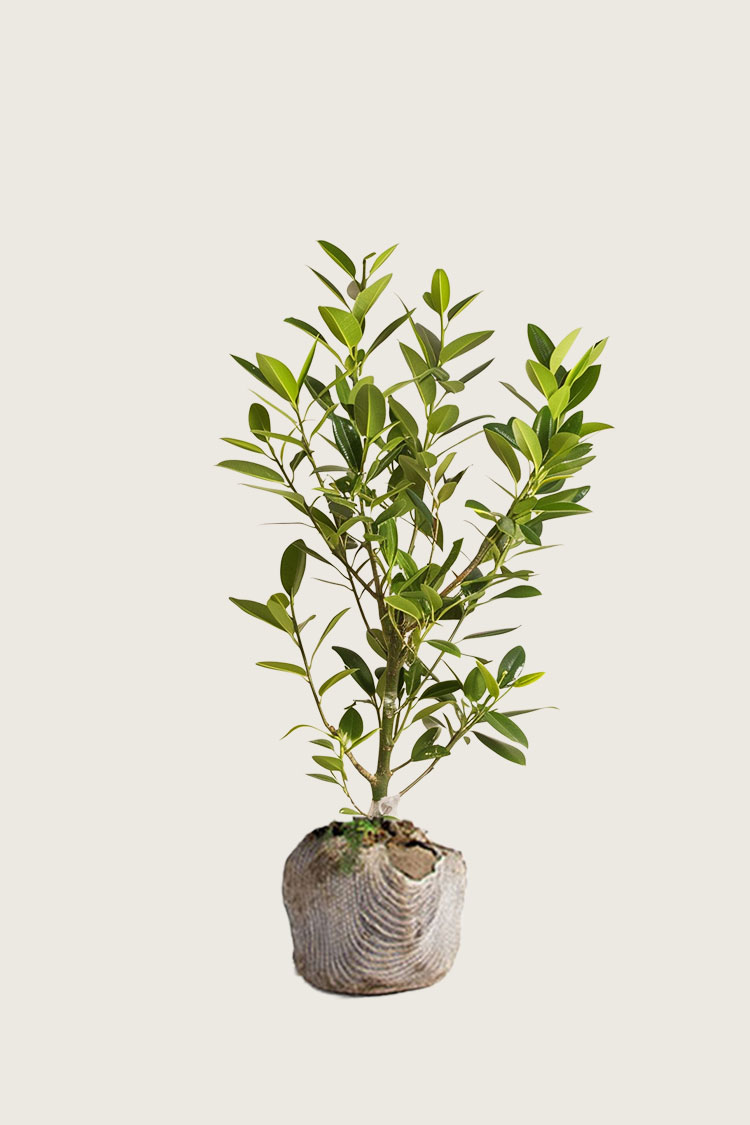 Laurbærhegg Etna rotklump