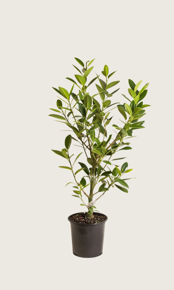 Laurbærhegg Etna krukke