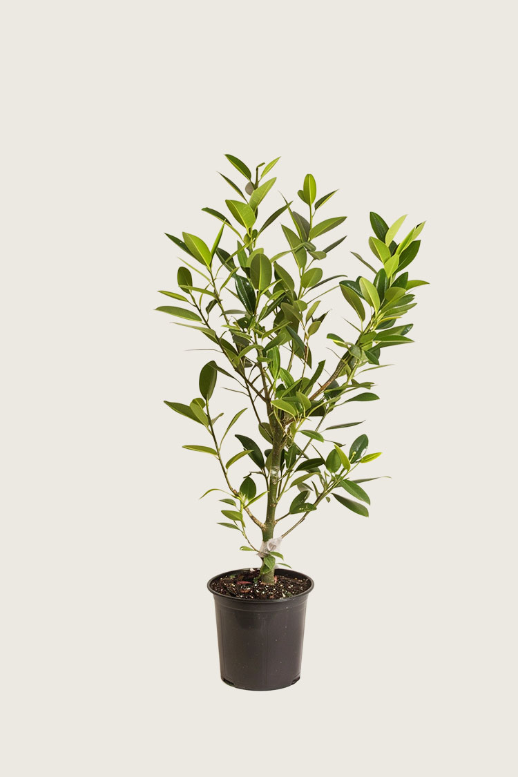 Laurbærhegg Etna krukke