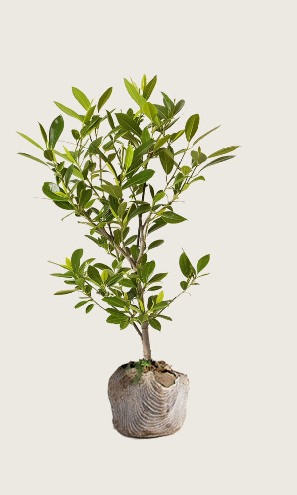 Laurbærhegg Etna rotklump