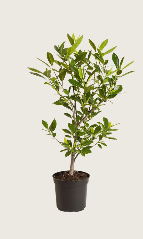 Laurbærhegg Etna krukke