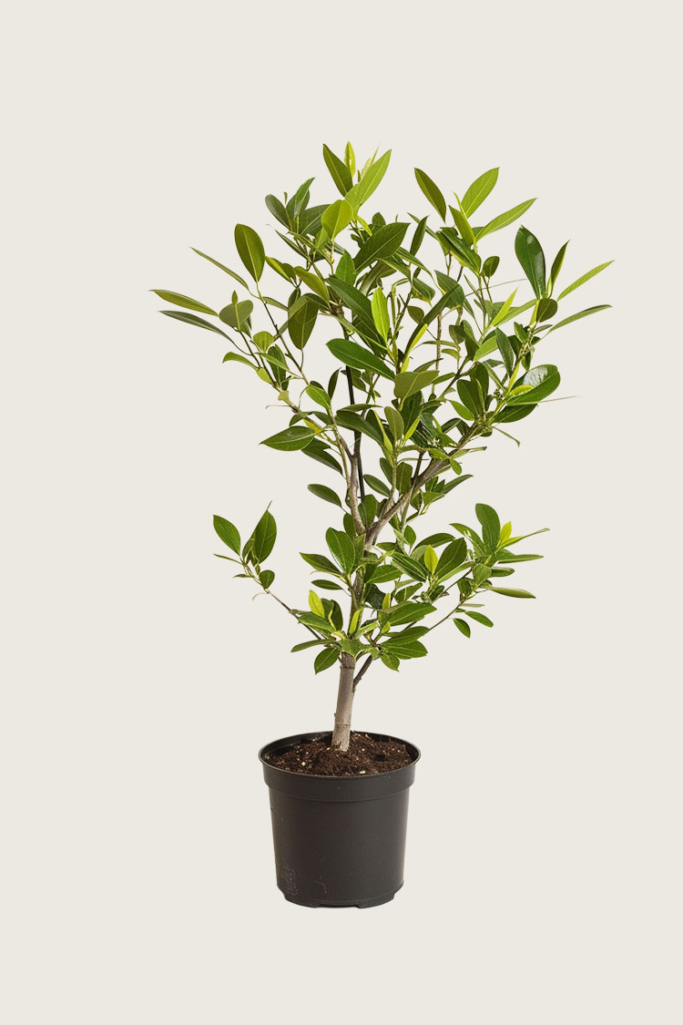 Laurbærhegg Etna krukke