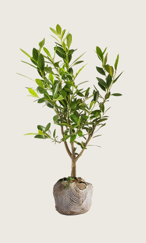 Laurbærhegg Etna rotklump