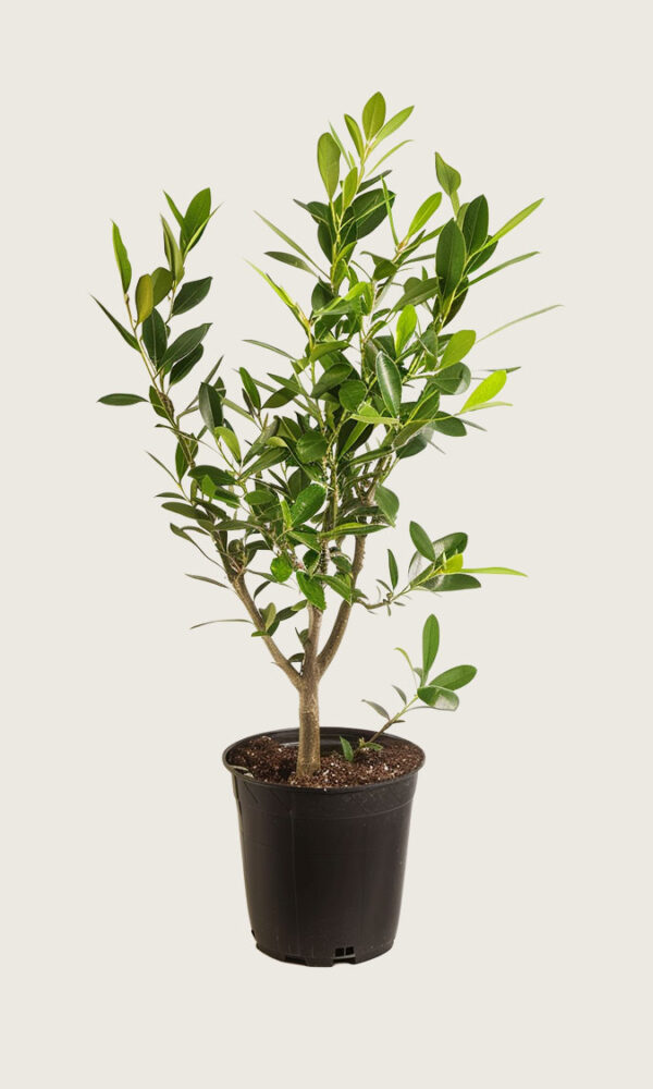 Laurbærhegg Etna krukke