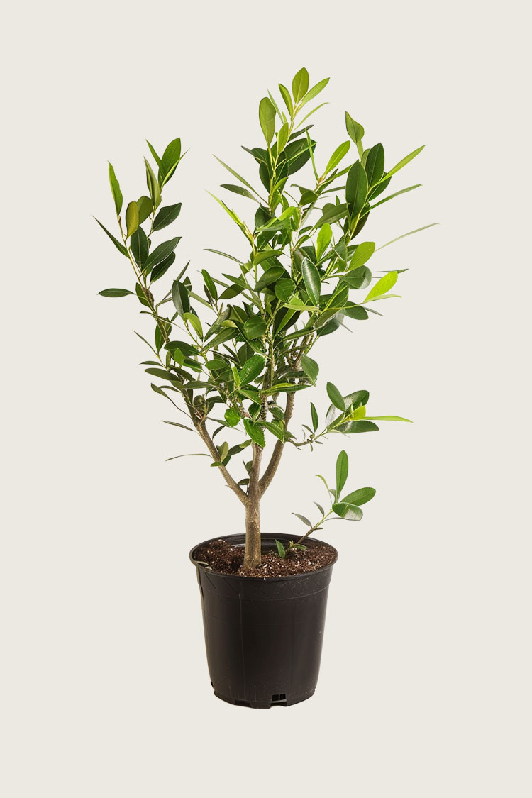 Laurbærhegg Etna krukke