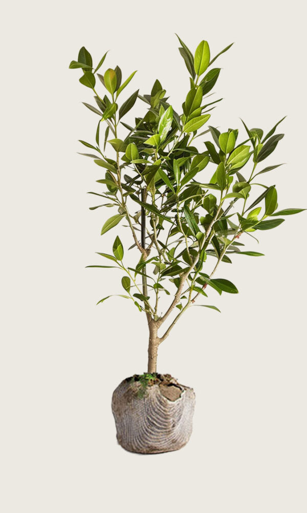 Laurbærhegg Etna rotklump