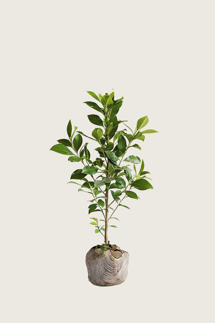 Laurbærhegg Genolia rotklump