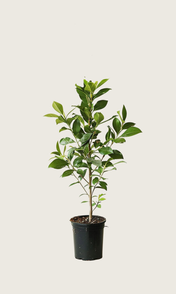 Laurbærhegg Genolia krukke