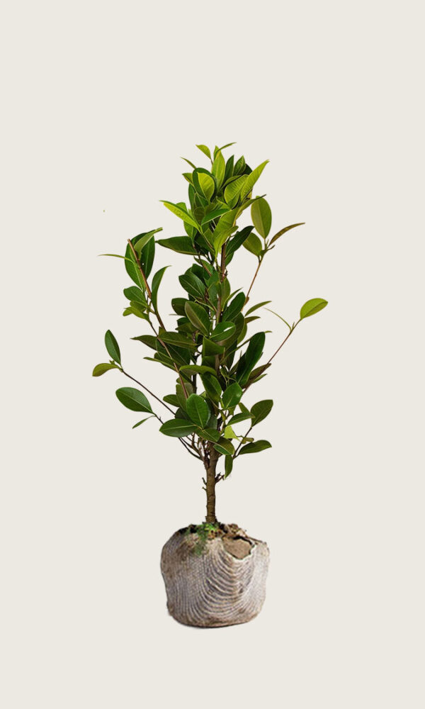 Laurbærhegg Genolia rotklump