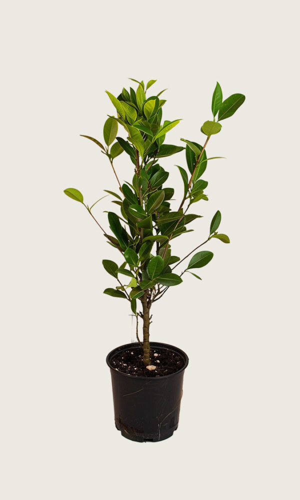 Laurbærhegg Genolia krukke