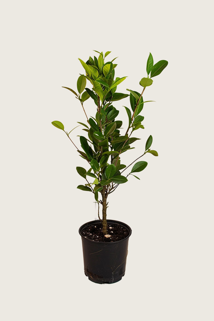 Laurbærhegg Genolia krukke