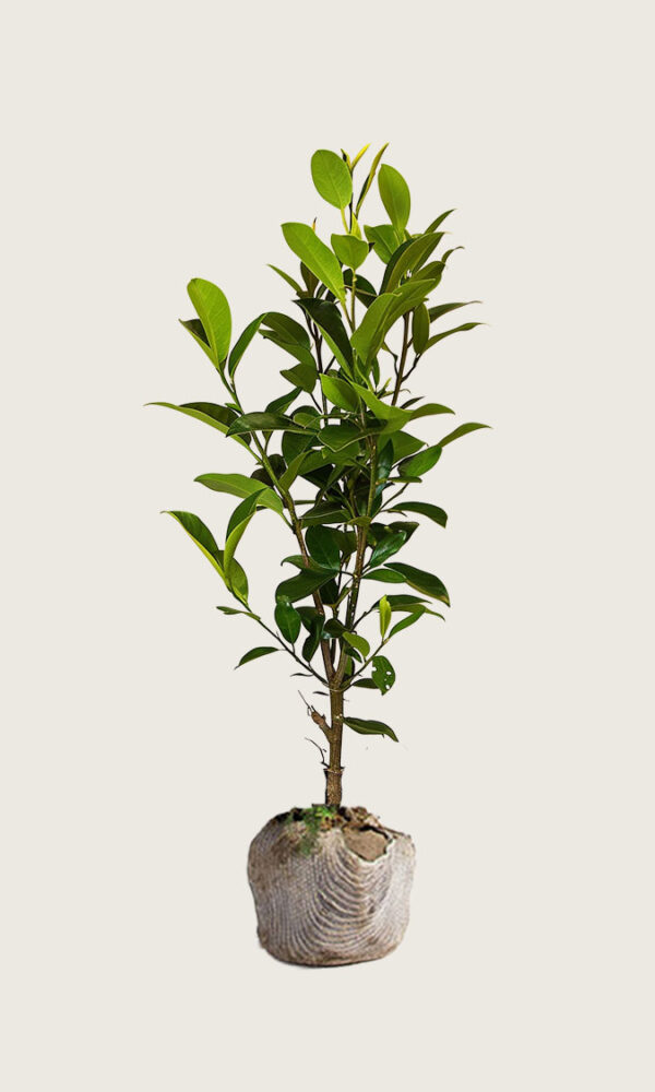 Laurbærhegg Genolia rotklump