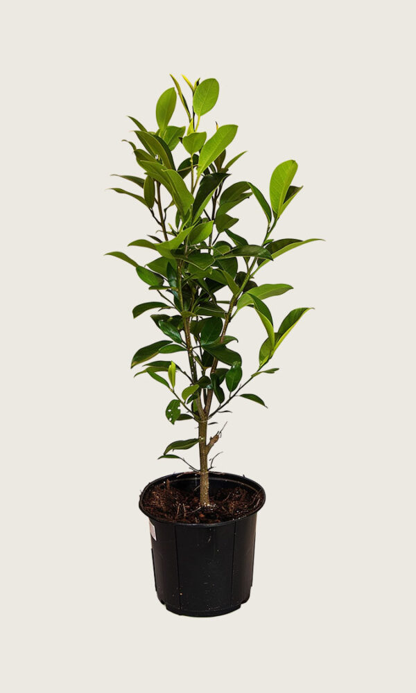 Laurbærhegg Genolia krukke