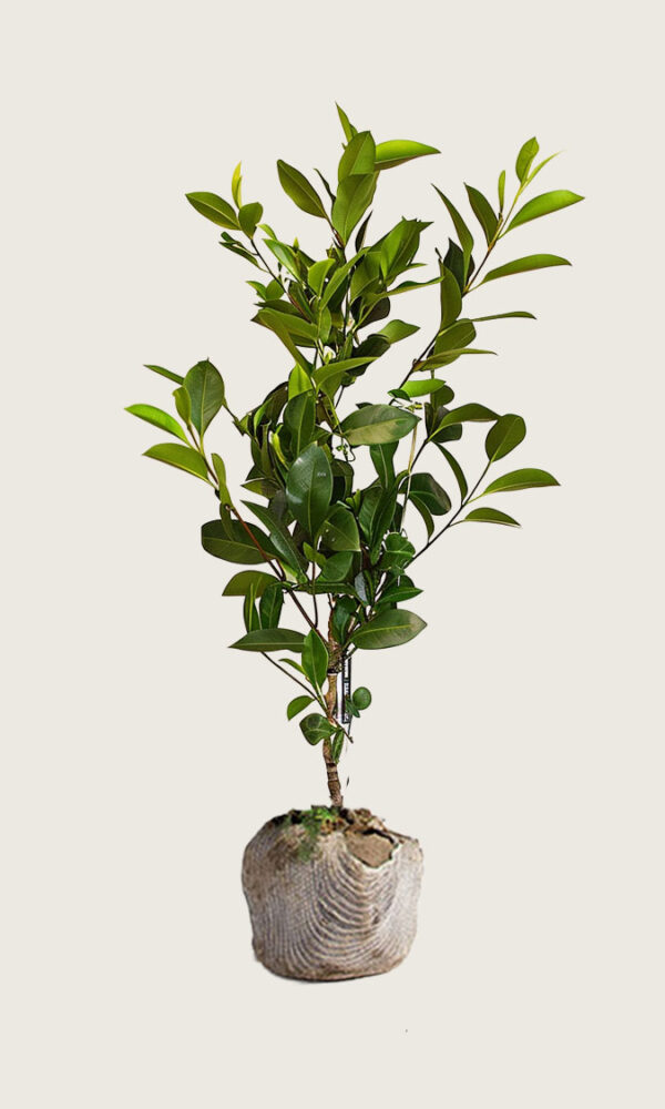 Laurbærhegg Genolia rotklump