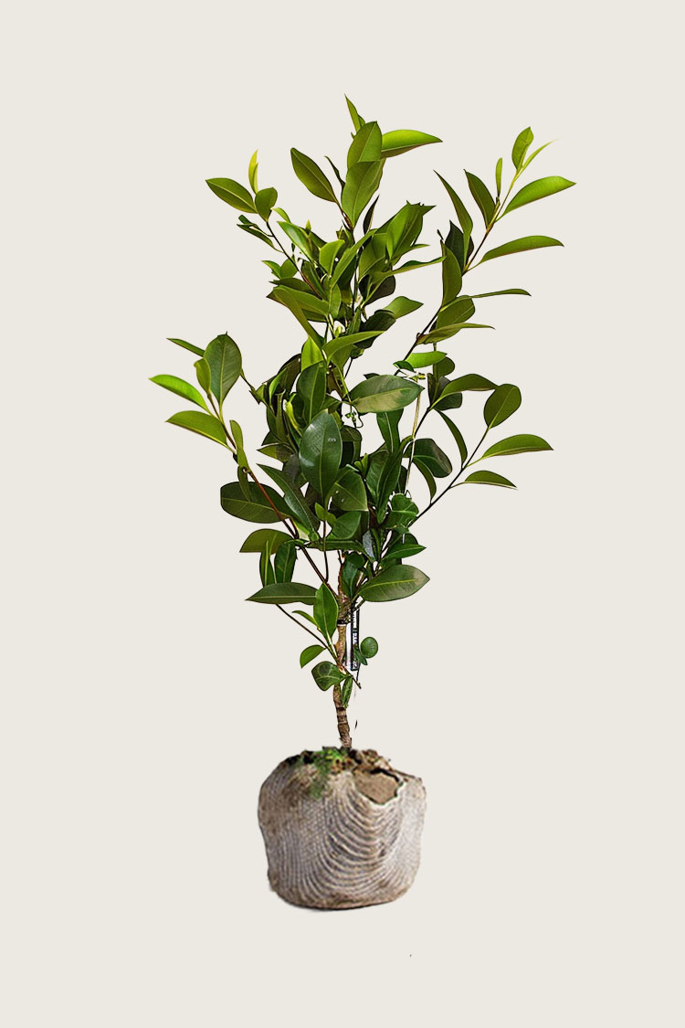 Laurbærhegg Genolia rotklump