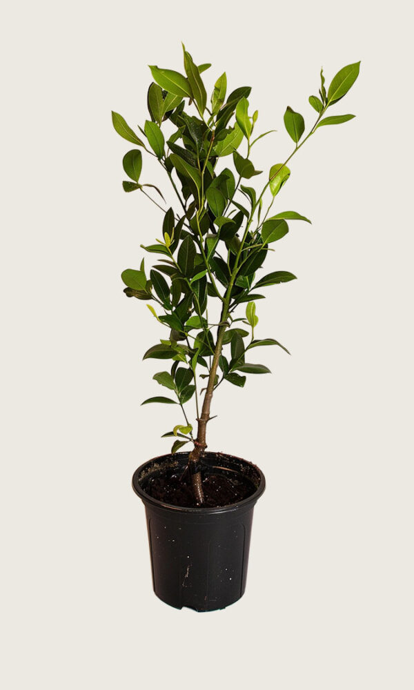 Laurbærhegg Genolia krukke