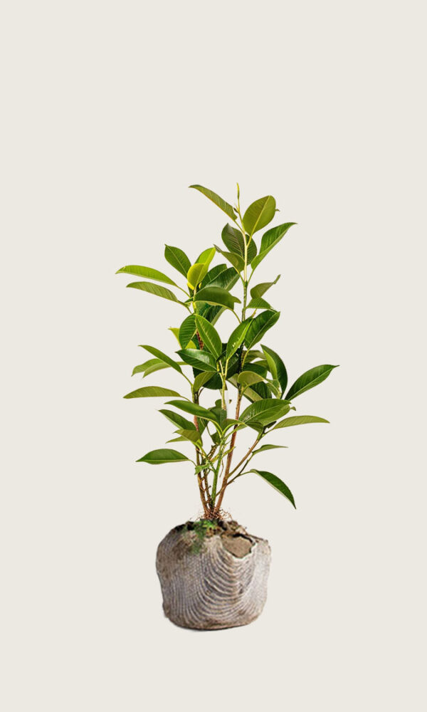 Laurbærhegg Novita rotklump