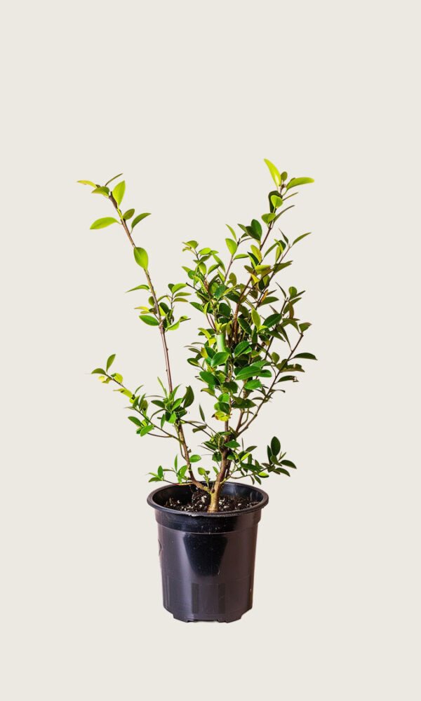 Laurbærhegg Novita krukke