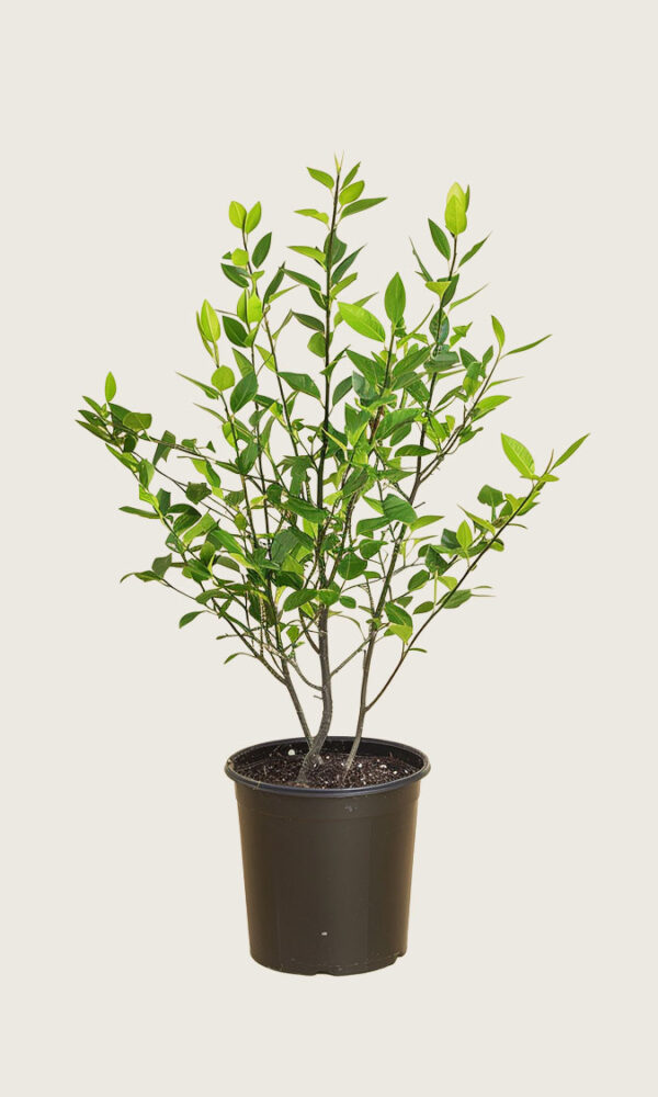 Laurbærhegg Novita krukke