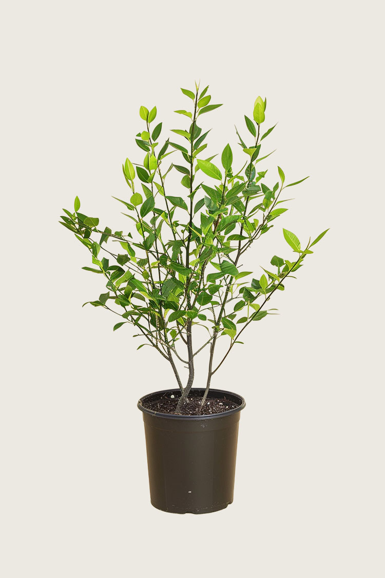 Laurbærhegg Novita krukke