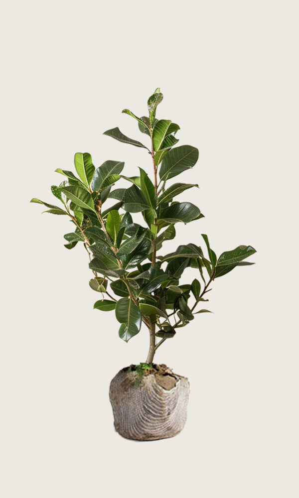 Laurbærhegg Novita rotklump