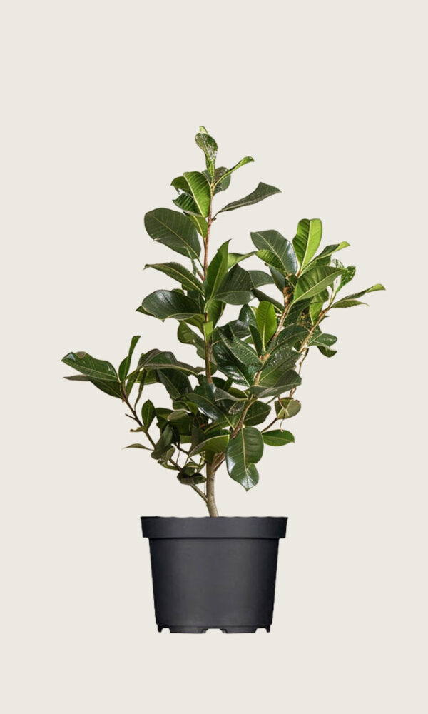 Laurbærhegg Novita krukke