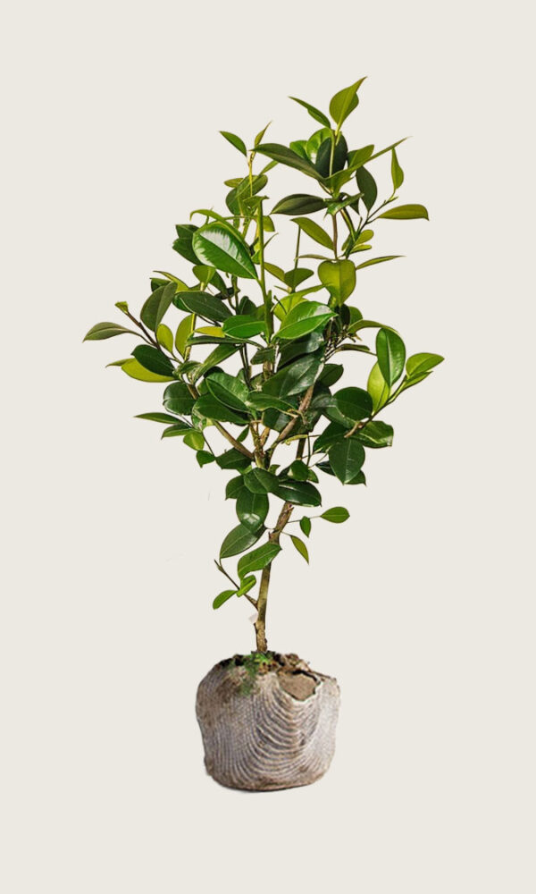 Laurbærhegg Novita rotklump